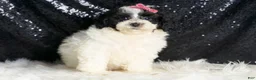 Toy Poodle dogs for sale: Puebla - Ad 1