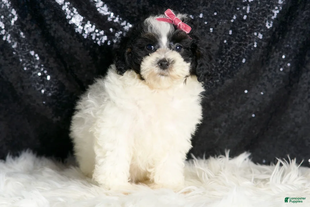 Toy Poodle dogs for sale: Puebla - Ad 1