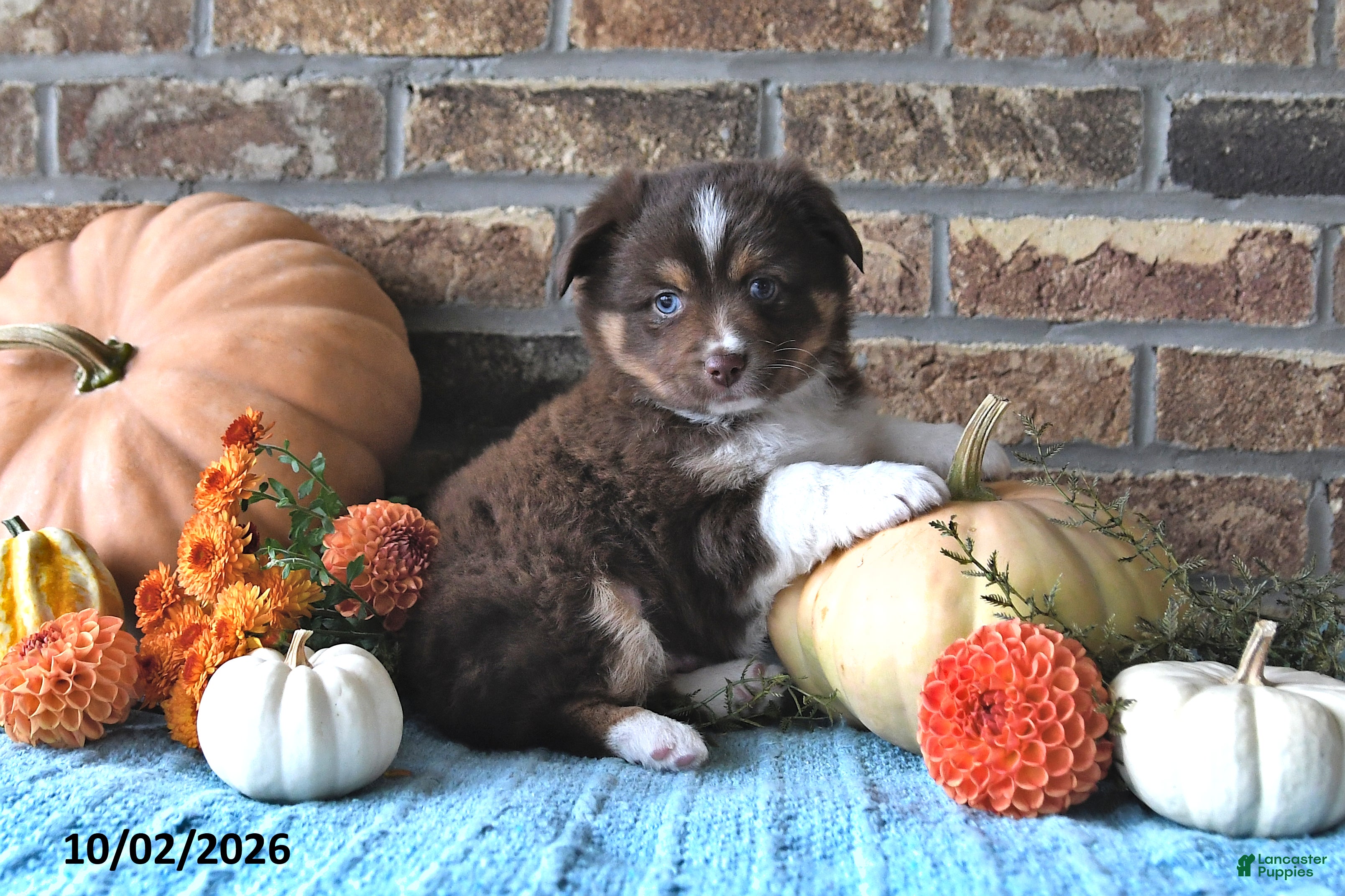 Miniature Australian Shepherd dogs Henry - Ad 2