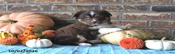 Miniature Australian Shepherd dogs for sale: Henry - Ad 2