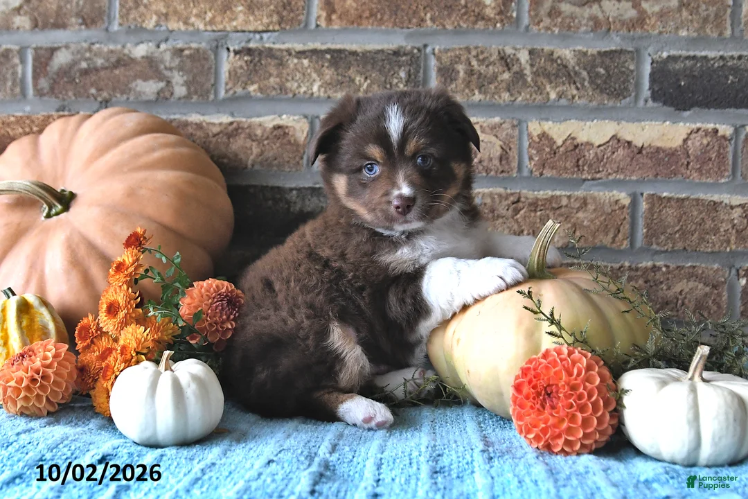 Miniature Australian Shepherd dogs for sale: Henry - Ad 2
