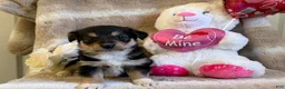 Mixed Breed dogs for sale: Adore - Ad 5