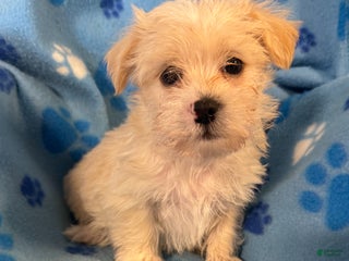 Teddy Bear dogs Teddy Bear Puppy 2 - Ad 2