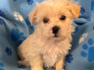 Teddy Bear dogs for sale: Teddy Bear Puppy 2 - Ad 1