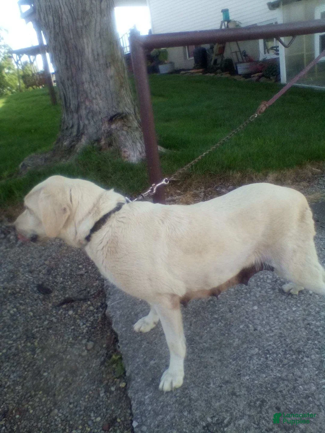 Labrador Retriever dogs for sale: Ricky  - Ad 9