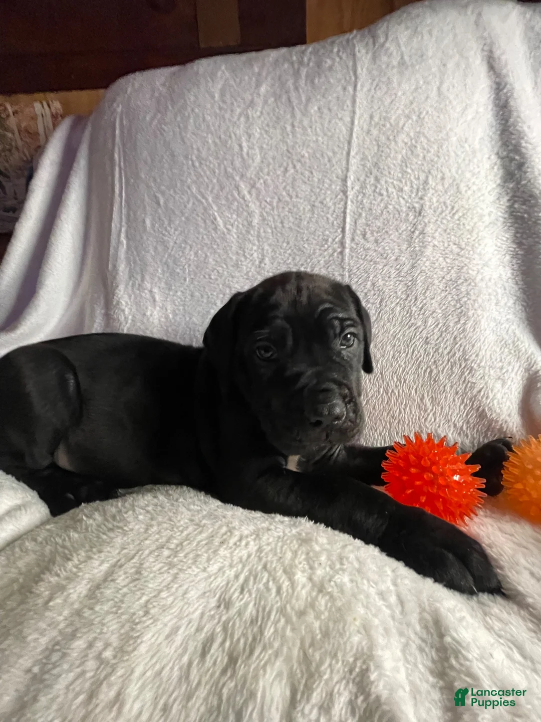 Daniff dogs for sale: Daniff 5 - Ad 10