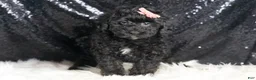 Toy Poodle dogs for sale: Luna - Ad 5