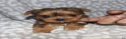 Yorkshire Terrier dogs for sale: Sonia - Ad 7