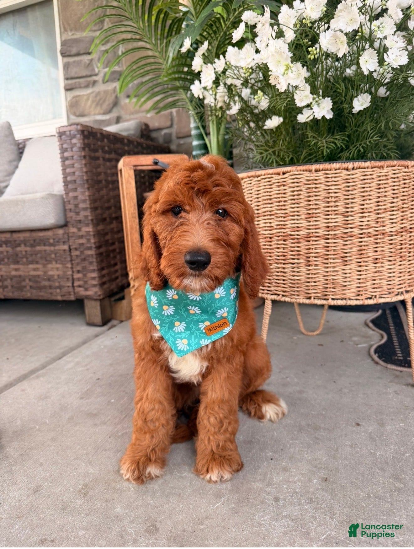 Goldendoodle dogs Windsor  - Ad 2