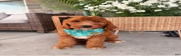 Goldendoodle dogs for sale: Windsor  - Ad 2