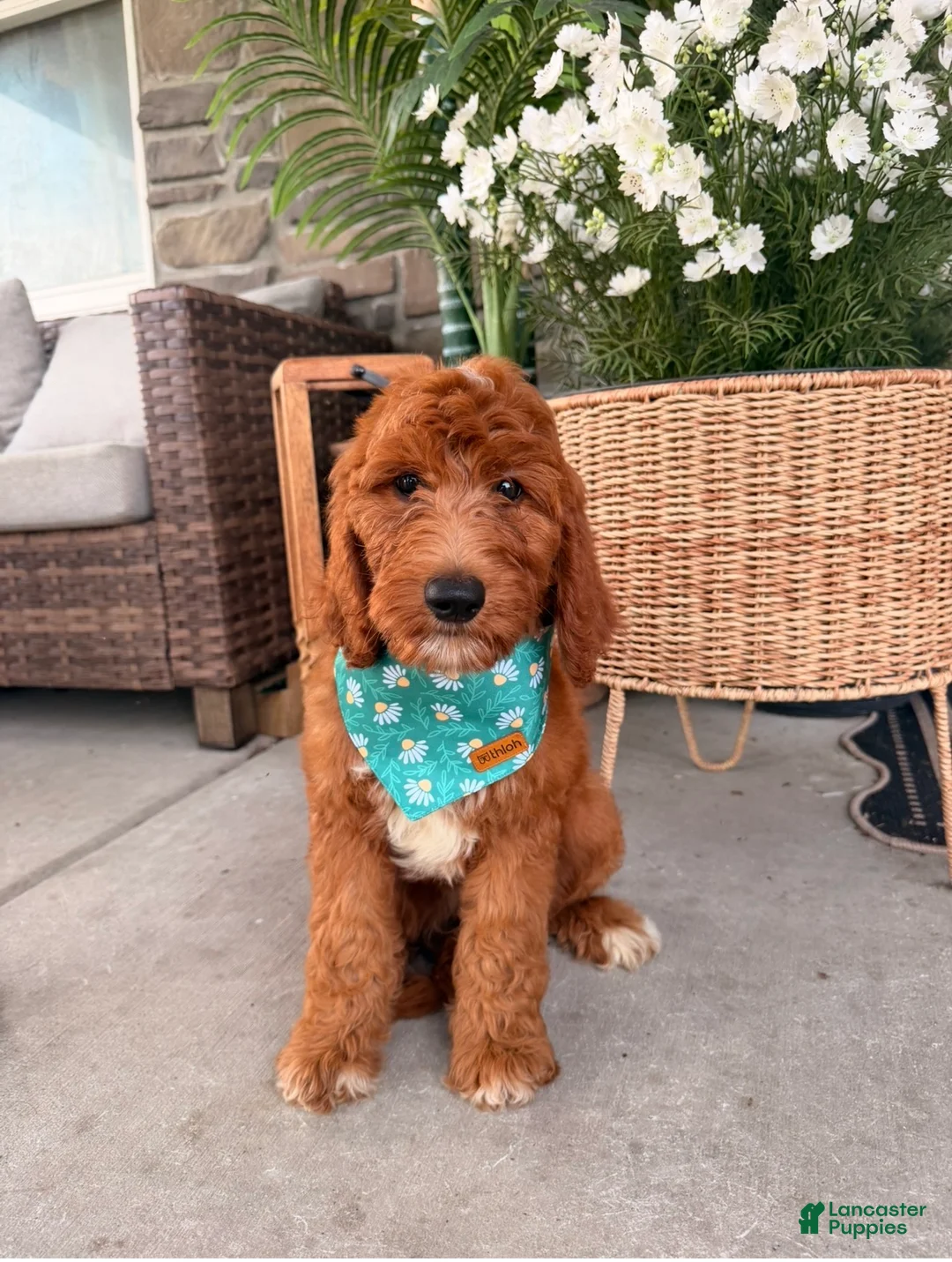 Goldendoodle dogs for sale: Windsor  - Ad 2