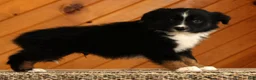 Australian Shepherd dogs for sale: Titus - Ad 5