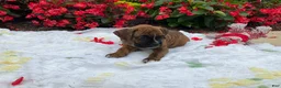 Boxer dogs for sale: Granger - Ad 3
