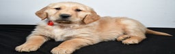 Golden Retriever dogs for sale: Jane - Ad 6