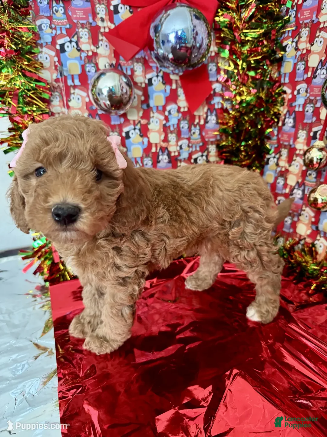 Mini Goldendoodle dogs for sale: Saja - Ad 2