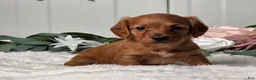 Miniature Dachshund dogs for sale: Jenny  - Ad 4