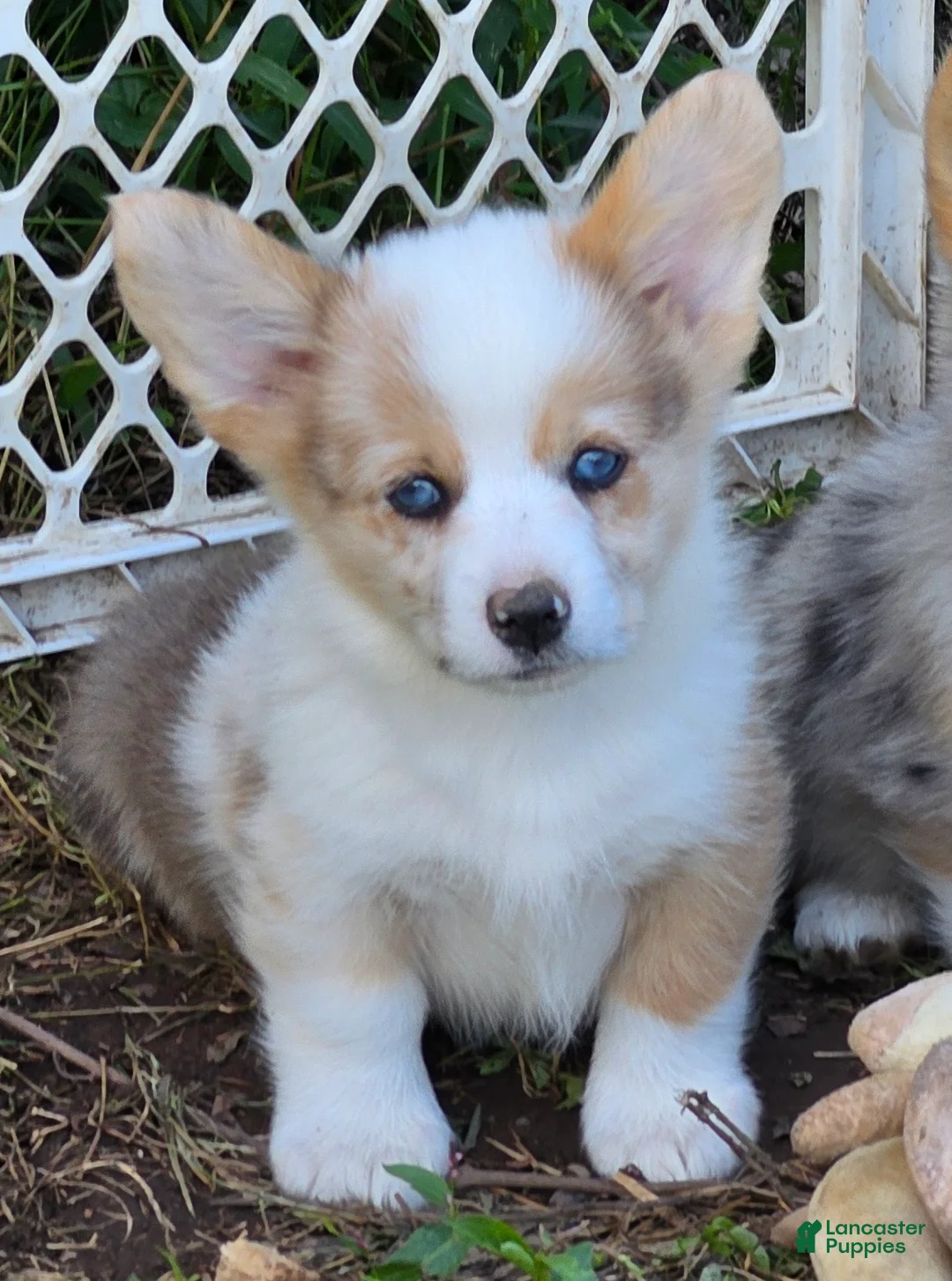 Welsh Corgi Pembroke dogs for sale: Beautiful Bentley  - Ad 2