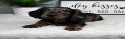 Miniature Dachshund dogs for sale: Dax - Ad 2
