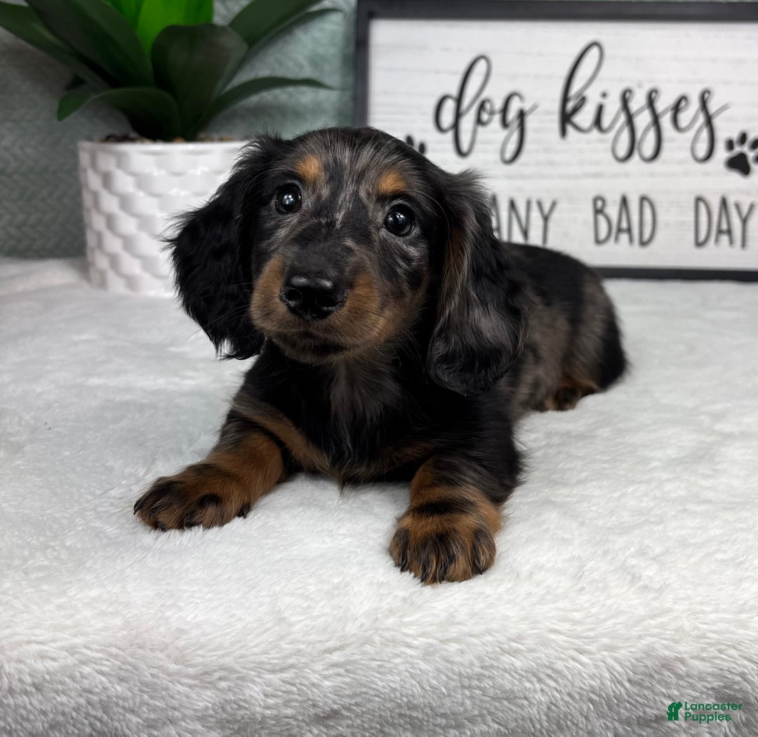 Miniature Dachshund dogs for sale: Dax - Ad 2