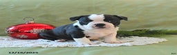 Boston Terrier dogs for sale: Jingles - Ad 11