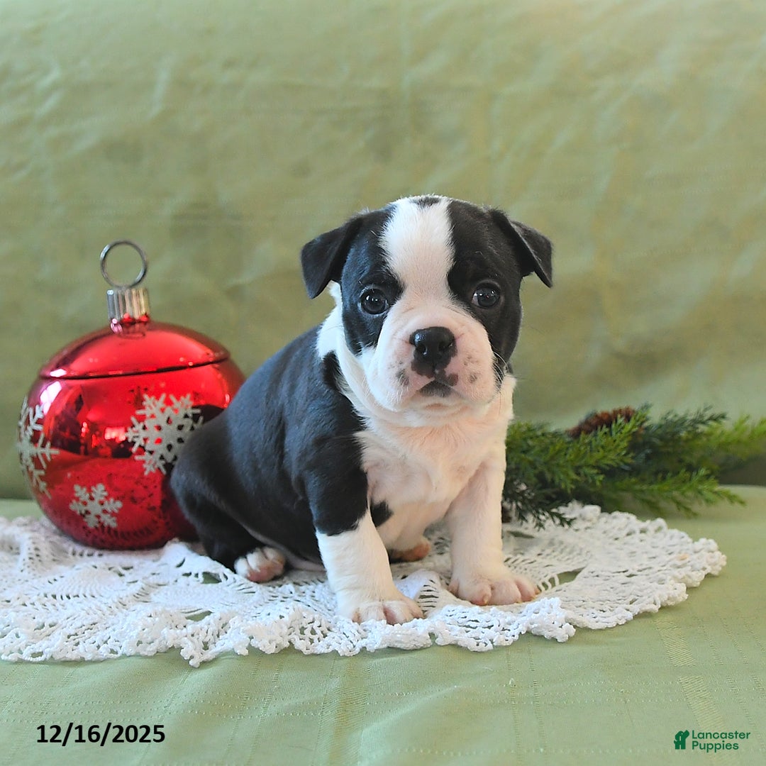 Boston Terrier dogs for sale: Jingles - Ad 11
