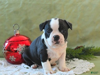 Boston Terrier dogs Jingles - Ad 4