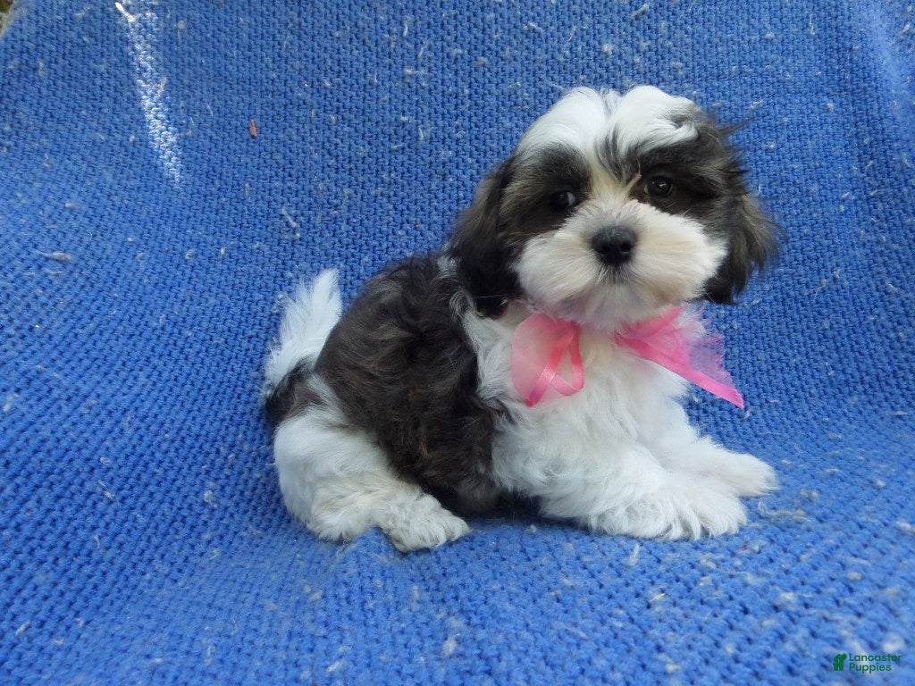 Maltipoo dogs Beth - Ad 7