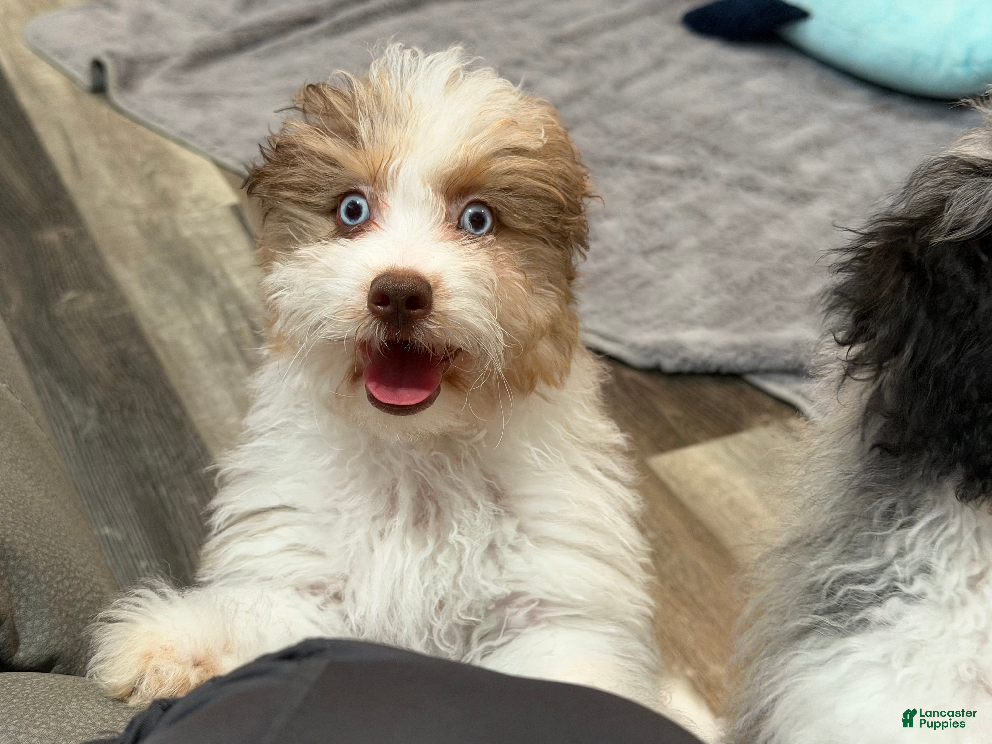 Aussiedoodle dogs Clover - Ad 2