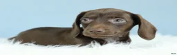 Dachshund dogs for sale: Atlas💫 - Ad 4