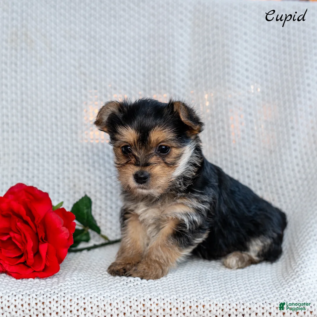 Morkie dogs for sale: Cupid - Ad 5