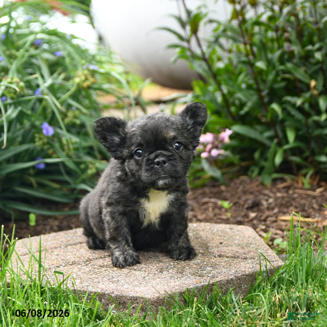 French Bulldog dogs for sale: Helen - Ad 2