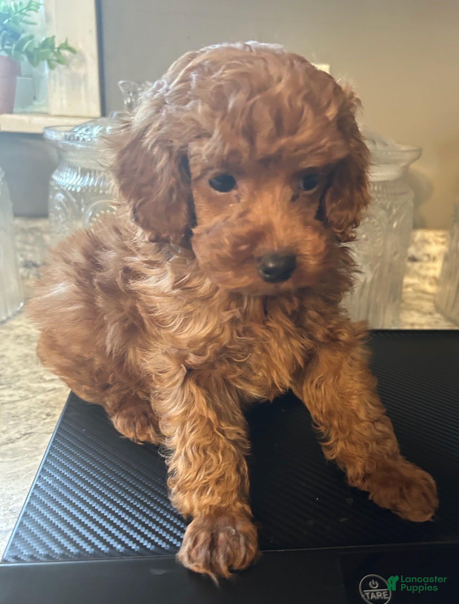 Toy Poodle dogs Butch - Ad 1