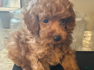 Toy Poodle dogs for sale: Butch - Ad 1