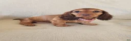 Miniature Dachshund dogs for sale: GRACIE - Ad 4