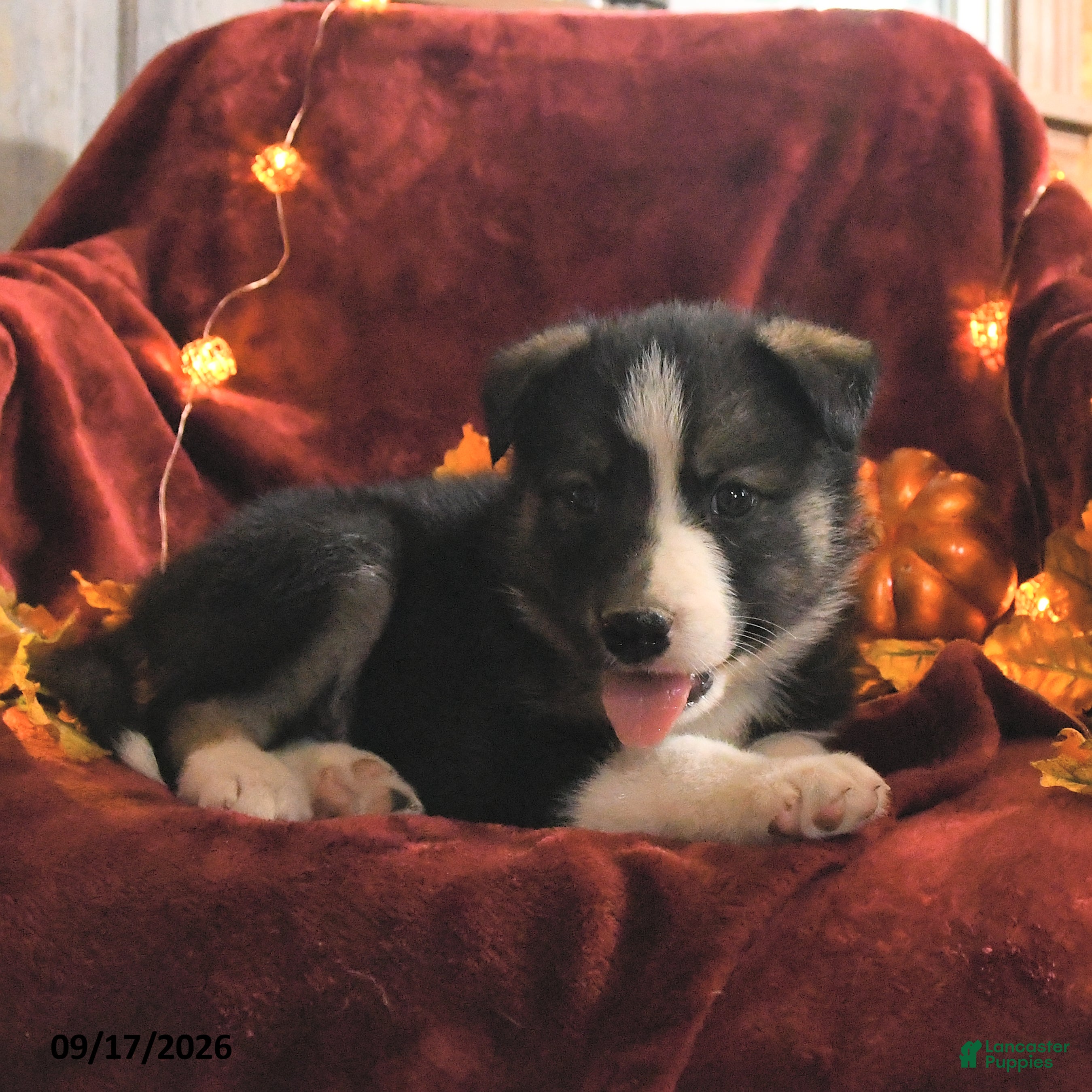 Mixed Breed dogs Jasper - Ad 2