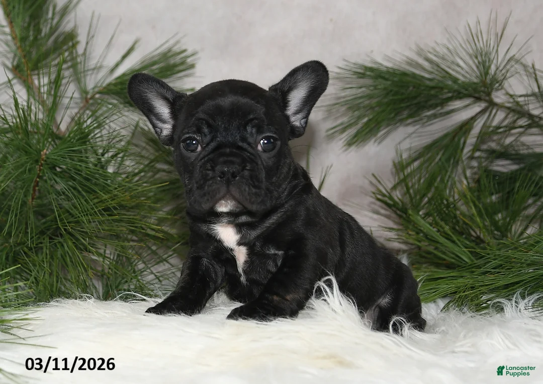 Frenchton dogs for sale: Franci - Ad 2