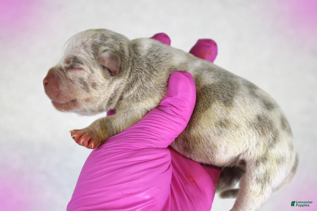 American Bully dogs for sale: Lilac Merle Female - Ad 1