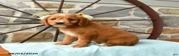 Mixed Breed dogs for sale: Leo - Ad 4