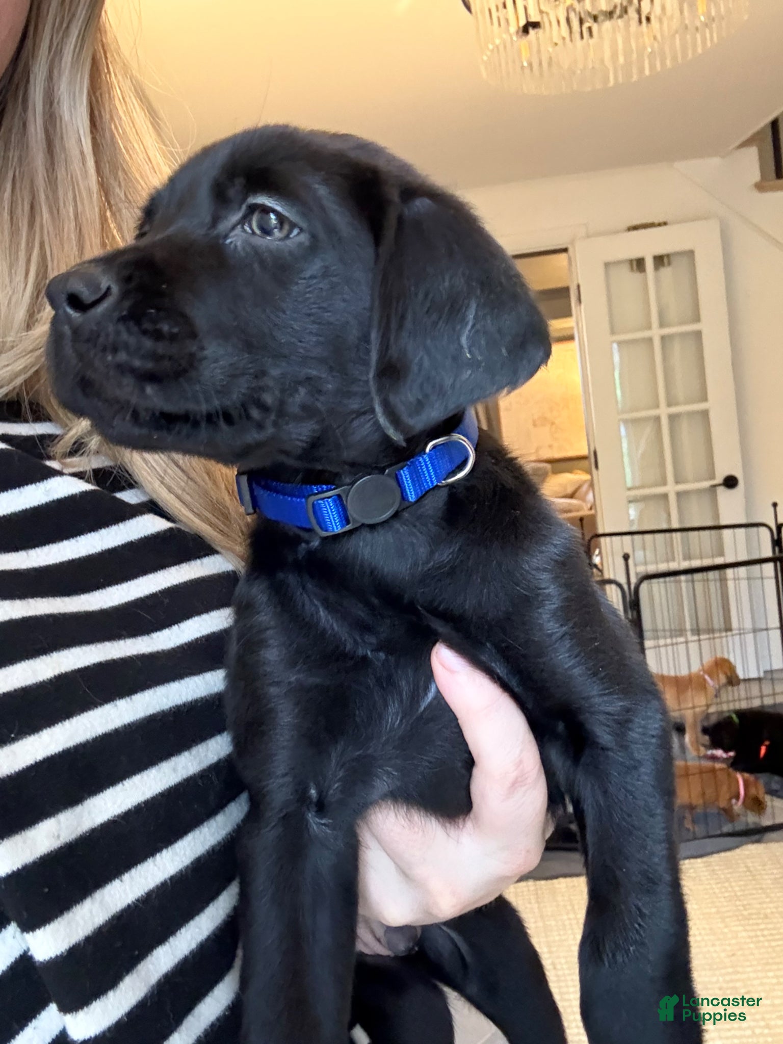 Labrador Retriever dogs Blue Collar Male - Ad 1