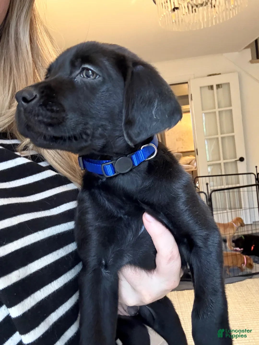 Labrador Retriever dogs for sale: Blue Collar Male - Ad 1
