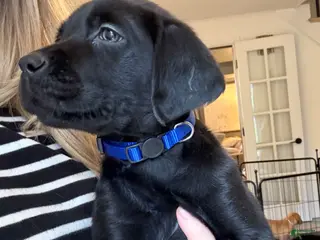 Labrador Retriever dogs for sale: Blue Collar Male - Ad 3