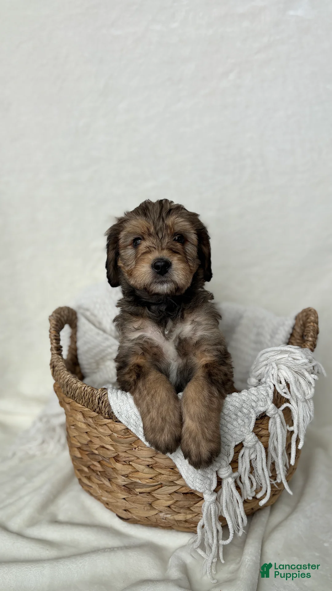 Bernedoodle dogs for sale: Sam - Ad 7
