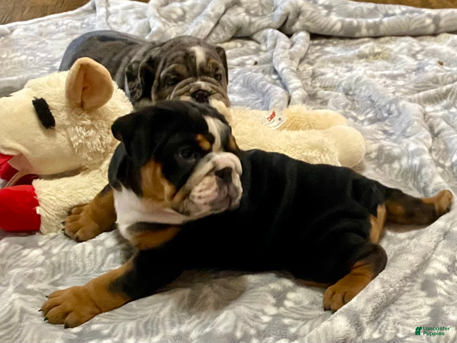 English Bulldog dogs Ember - Ad 16