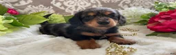 Miniature Dachshund dogs for sale: Kade - Ad 7