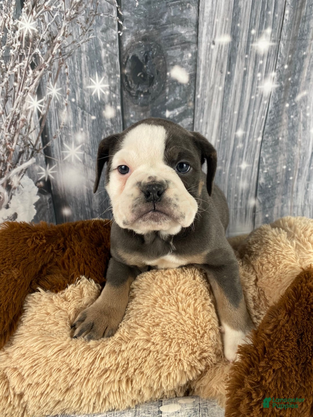 English Bulldog dogs for sale: Hazel - Ad 3