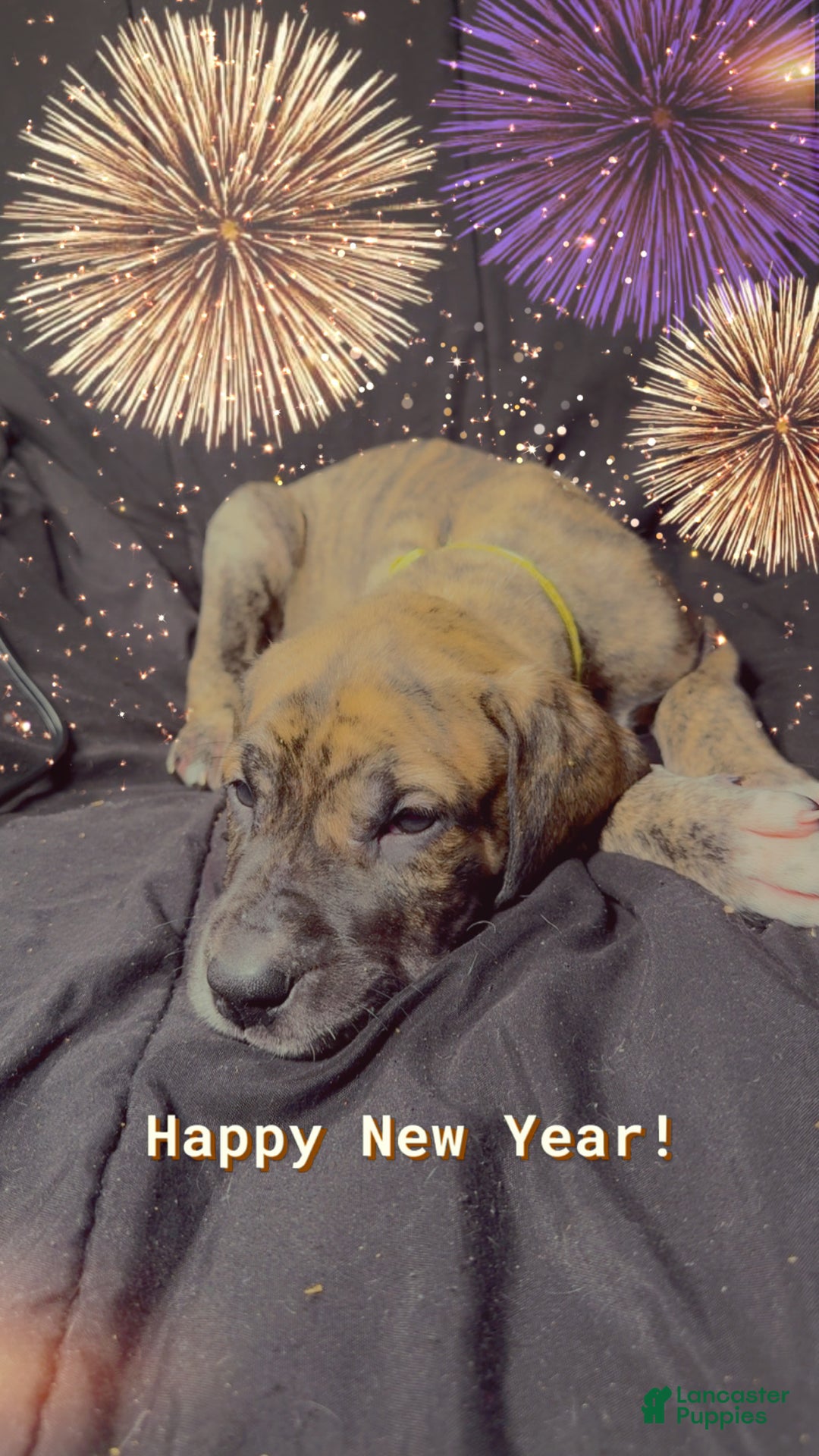 Great Dane dogs for sale: Francine - Ad 6