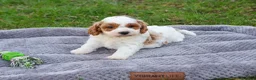 Cavapoo dogs for sale: Stellan  - Ad 4