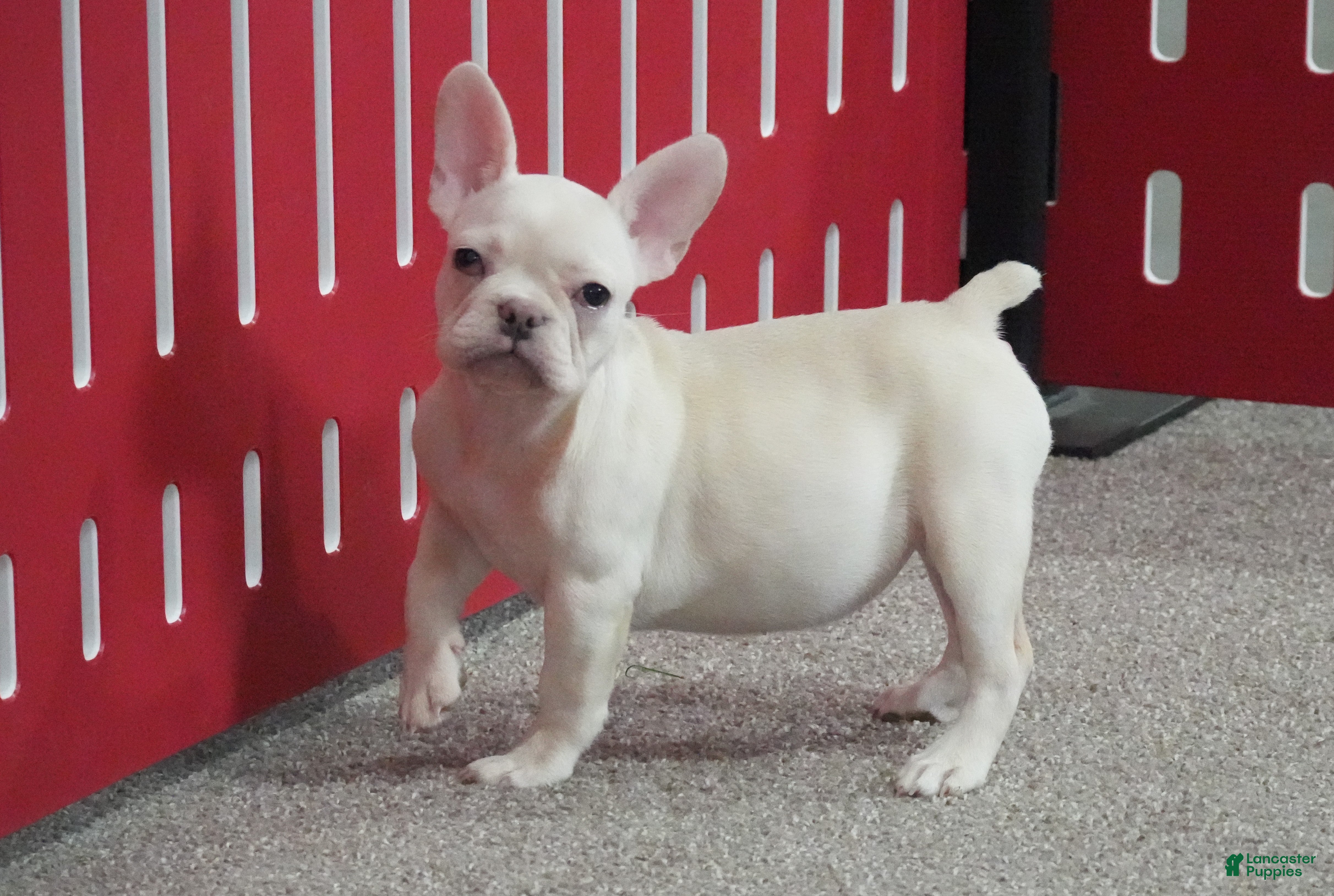 French Bulldog dogs Sasha - Ad 34