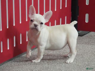 French Bulldog dogs for sale: Sasha - Ad 1