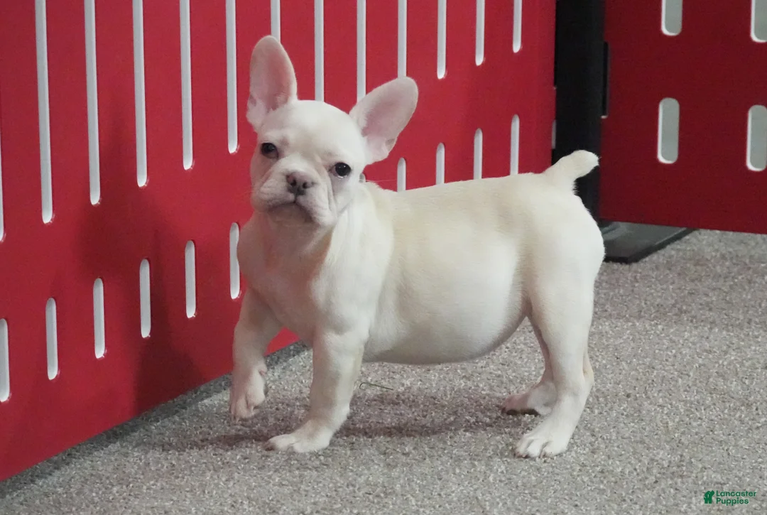 French Bulldog dogs for sale: French Bulldog Puppy 2 - Ad 6